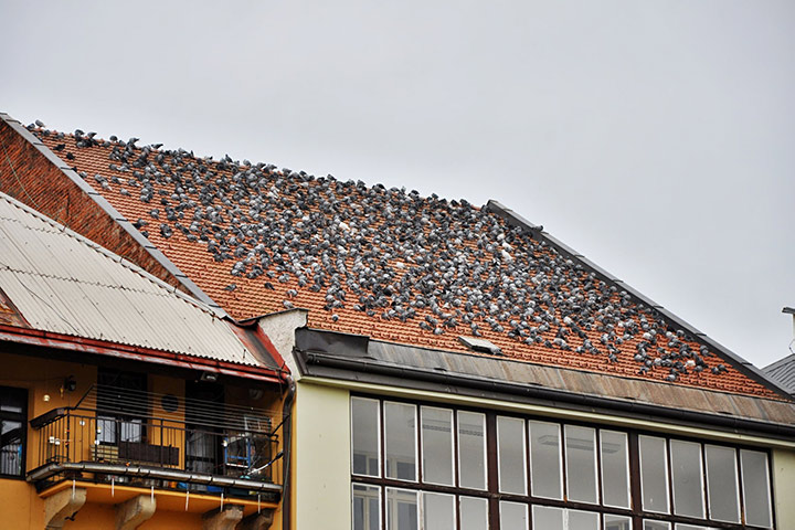 A2B Pest Control are able to install spikes to deter birds from roofs in Feltham. 