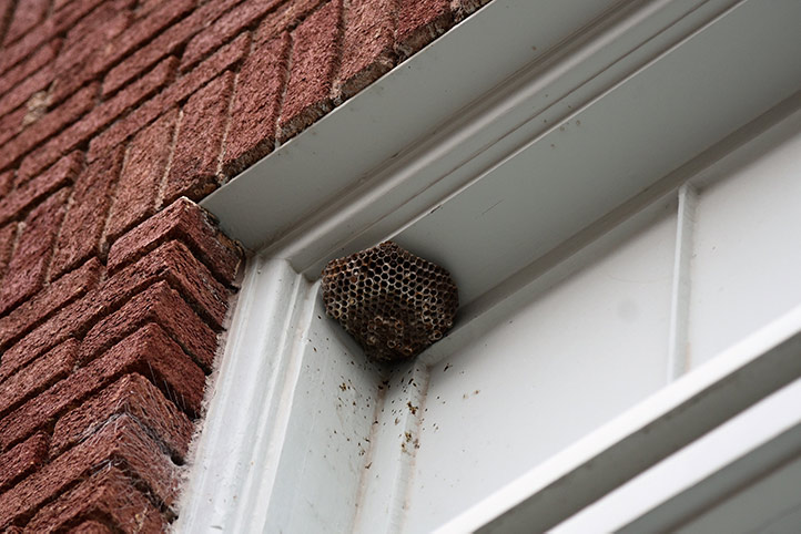 We provide a wasp nest removal service for domestic and commercial properties in Feltham.